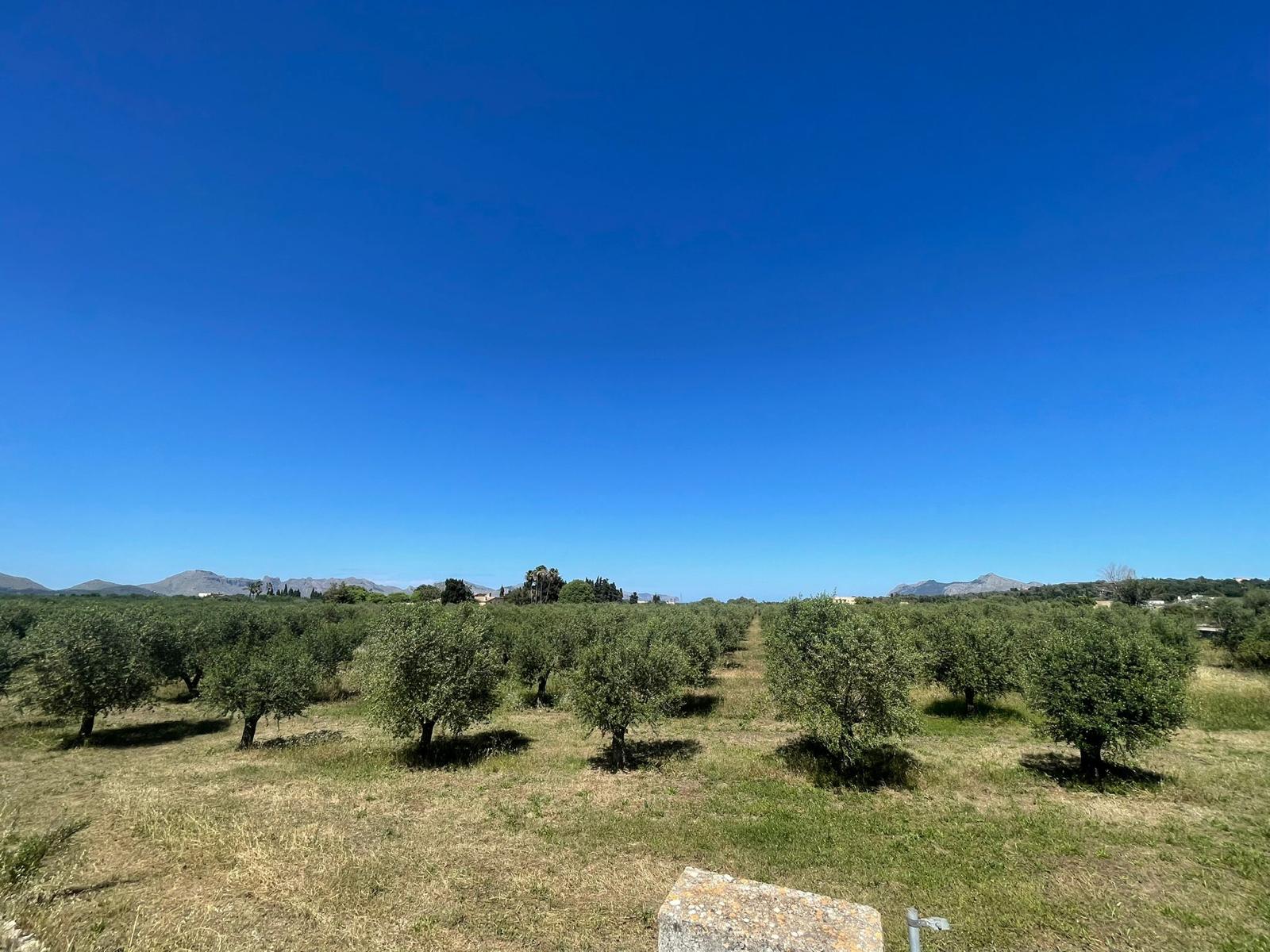 Terreno a Alcudia, Mallorca, Spagna 35860 mq. N° 150117