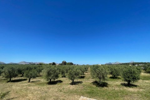 Parcela en venta en Alcudia, Mallorca, España 35860 m2 No. 150117 - foto 2