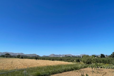 Parcela en venta en Alcudia, Mallorca, España 35860 m2 No. 150117 - foto 4