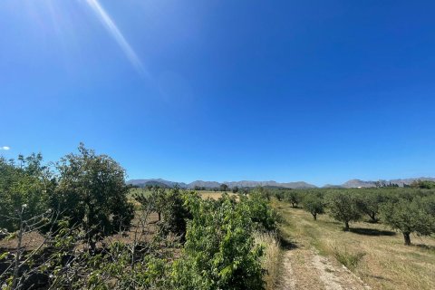 Parcela en venta en Alcudia, Mallorca, España 35860 m2 No. 150117 - foto 5