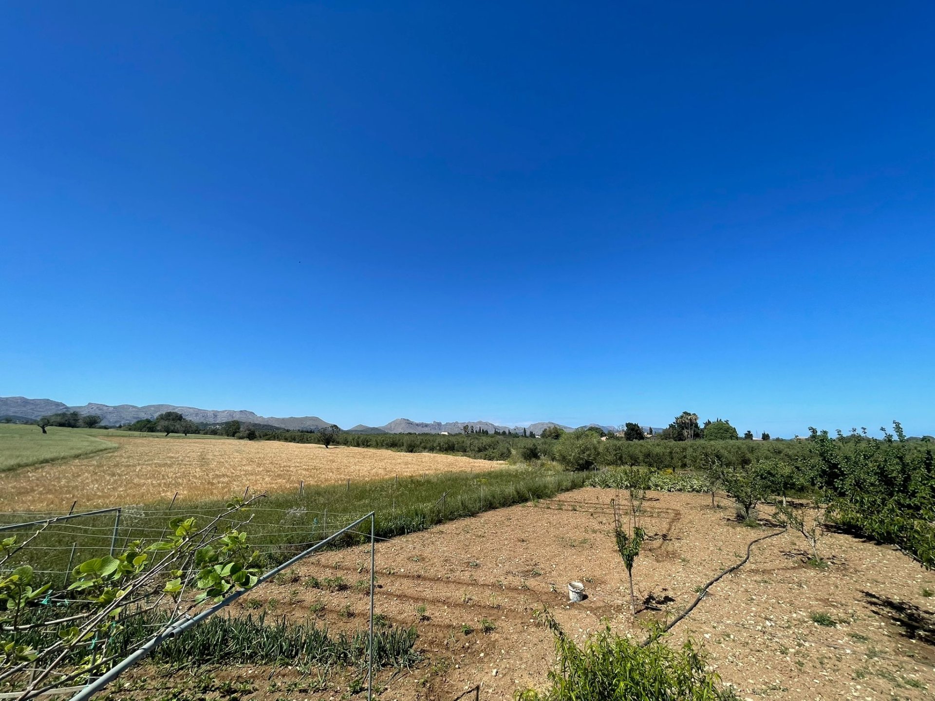 Terreno a Alcudia, Mallorca, Spagna 35860 mq. N° 150117
