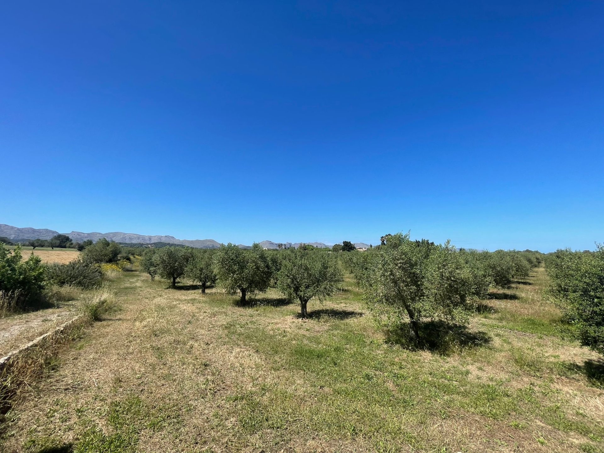 Terreno a Alcudia, Mallorca, Spagna 35860 mq. N° 150117