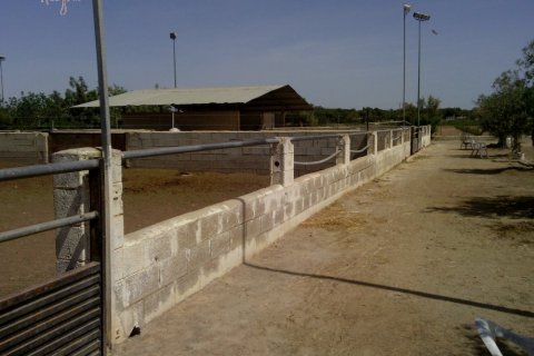 Komerciāls īpašums pārdošanā Elche, Alicante, Spānijā 3 istabas, 705 m2 Nr. 116489 - attēls 6