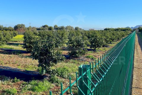 Villa in vendita a Benidoleig, Alicante, Spagna 5 camere da letto,  N° 157615 - foto 3