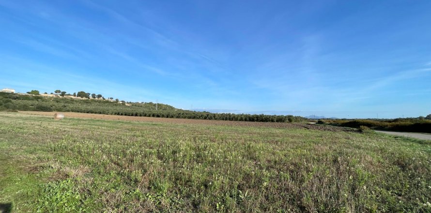 Parcela en Muro, Mallorca, España 15325 m2 No. 146301