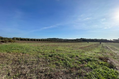 Parcela en venta en Muro, Mallorca, España 15325 m2 No. 146301 - foto 2
