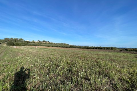 Parcela en venta en Muro, Mallorca, España 15325 m2 No. 146301 - foto 6