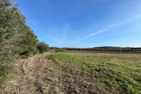 Parcela en venta en Muro, Mallorca, España 15325 m2 No. 146301 - foto 3