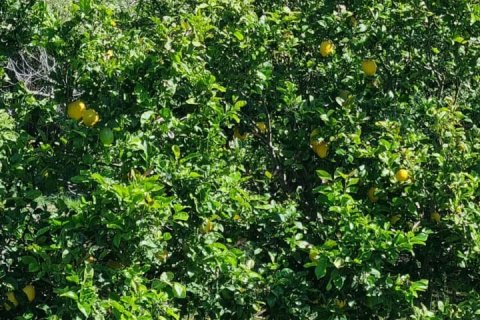 Dom w Tarifa, Cadiz, Hiszpania 4 sypialnie, 166 mkw. nr 152516 – zdjęcie 30