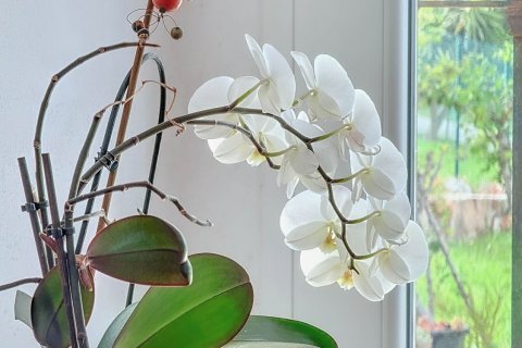 Dom w Tarifa, Cadiz, Hiszpania 4 sypialnie, 166 mkw. nr 152516 – zdjęcie 15