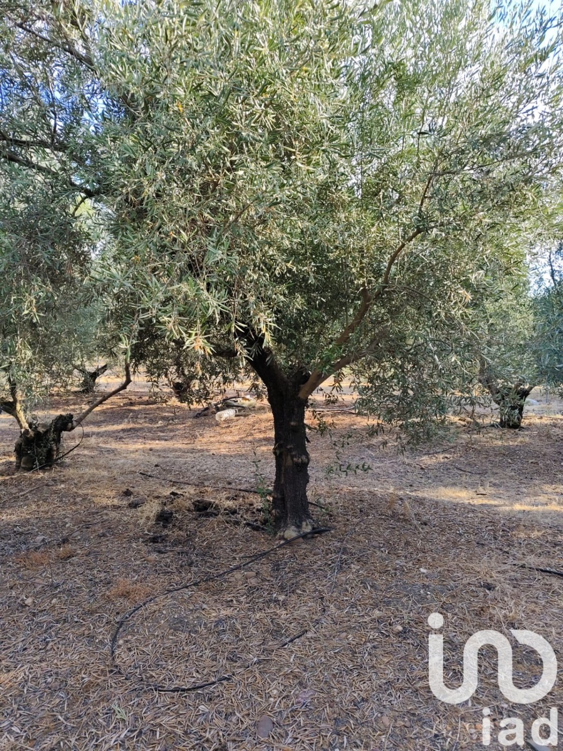 Zemes gabals Ecija, Seville, Spānijā 4895 m2 Nr. 185710