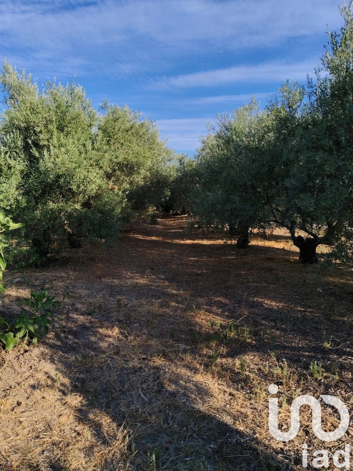 Zemes gabals Ecija, Seville, Spānijā 4895 m2 Nr. 185710
