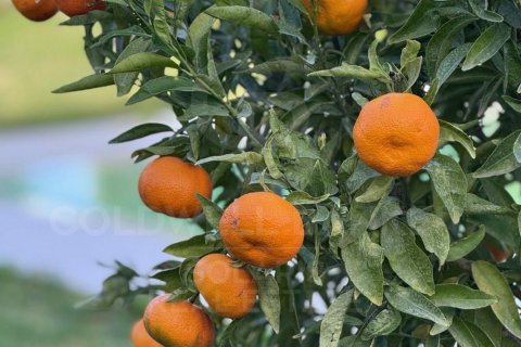 Villa in vendita a Calpe, Alicante, Spagna 2 camere da letto, 200 mq. N° 157746 - foto 23