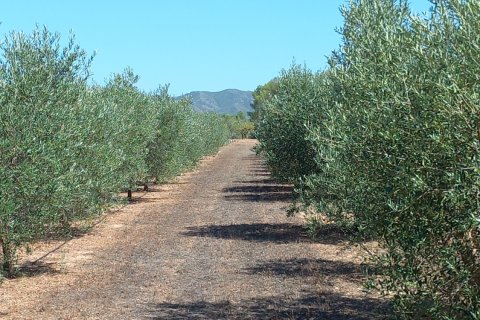 Land plot for sale in Ginestar, Tarragona, Spain 13776 sq.m. No. 185778 - photo 13