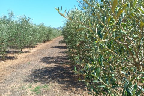 Land plot for sale in Ginestar, Tarragona, Spain 13776 sq.m. No. 185778 - photo 15