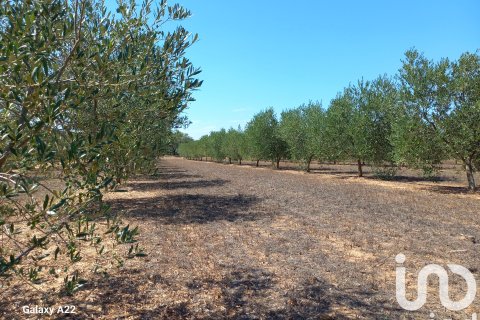 Land plot for sale in Ginestar, Tarragona, Spain 13776 sq.m. No. 185778 - photo 17