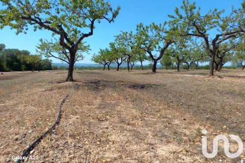 Land plot for sale in Ginestar, Tarragona, Spain 13776 sq.m. No. 185778 - photo 19