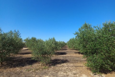 Land plot for sale in Ginestar, Tarragona, Spain 13776 sq.m. No. 185778 - photo 6