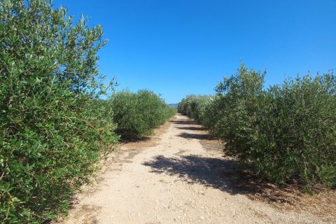 Land plot for sale in Ginestar, Tarragona, Spain 13776 sq.m. No. 185778 - photo 5