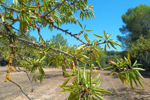 Land plot for sale in Ginestar, Tarragona, Spain 13776 sq.m. No. 185778 - photo 20
