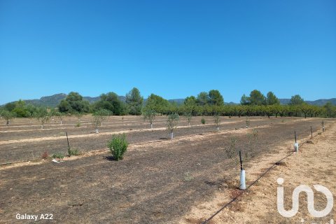 Land plot for sale in Ginestar, Tarragona, Spain 13776 sq.m. No. 185778 - photo 30