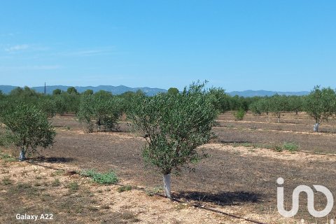 Land plot for sale in Ginestar, Tarragona, Spain 13776 sq.m. No. 185778 - photo 29