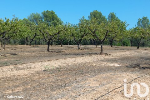 Land plot for sale in Ginestar, Tarragona, Spain 13776 sq.m. No. 185778 - photo 24