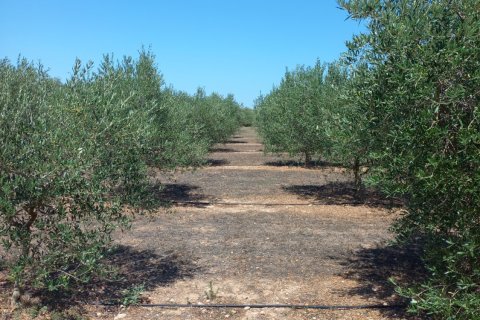 Land plot for sale in Ginestar, Tarragona, Spain 13776 sq.m. No. 185778 - photo 27