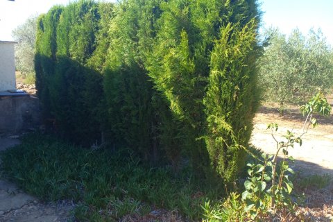 Land plot for sale in Ginestar, Tarragona, Spain 13776 sq.m. No. 185778 - photo 3