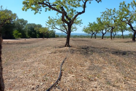 Land plot for sale in Ginestar, Tarragona, Spain 13776 sq.m. No. 185778 - photo 21