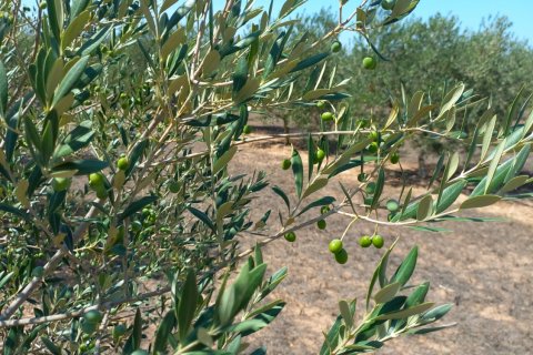 Land plot for sale in Ginestar, Tarragona, Spain 13776 sq.m. No. 185778 - photo 16
