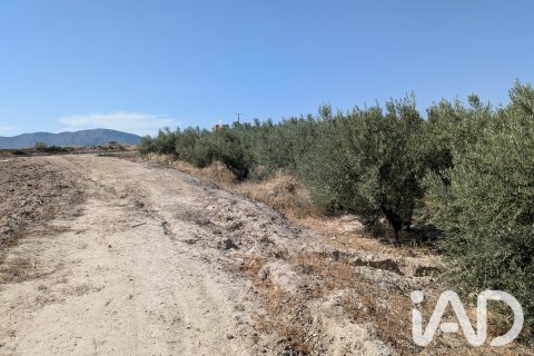 Komerciāls īpašums pārdošanā Lorca, Murcia, Spānijā Nr. 194408 - attēls 9