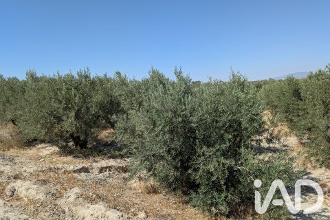 Komerciāls īpašums pārdošanā Lorca, Murcia, Spānijā Nr. 194408 - attēls 5