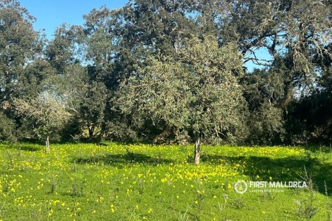 Land plot for sale in Porreres, Mallorca, Spain 4 bedrooms, 14090 sq.m. No. 191968 - photo 6
