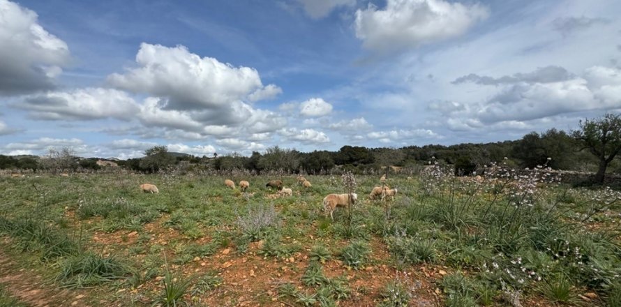 Tontti Algaida, Mallorca, Espanja No. 109859