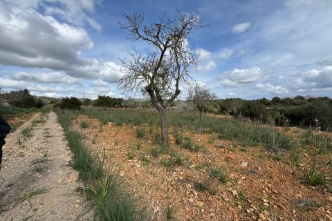 Tontti myytävänä Algaida, Mallorca, Espanja ,  No. 109859 - kuva 9