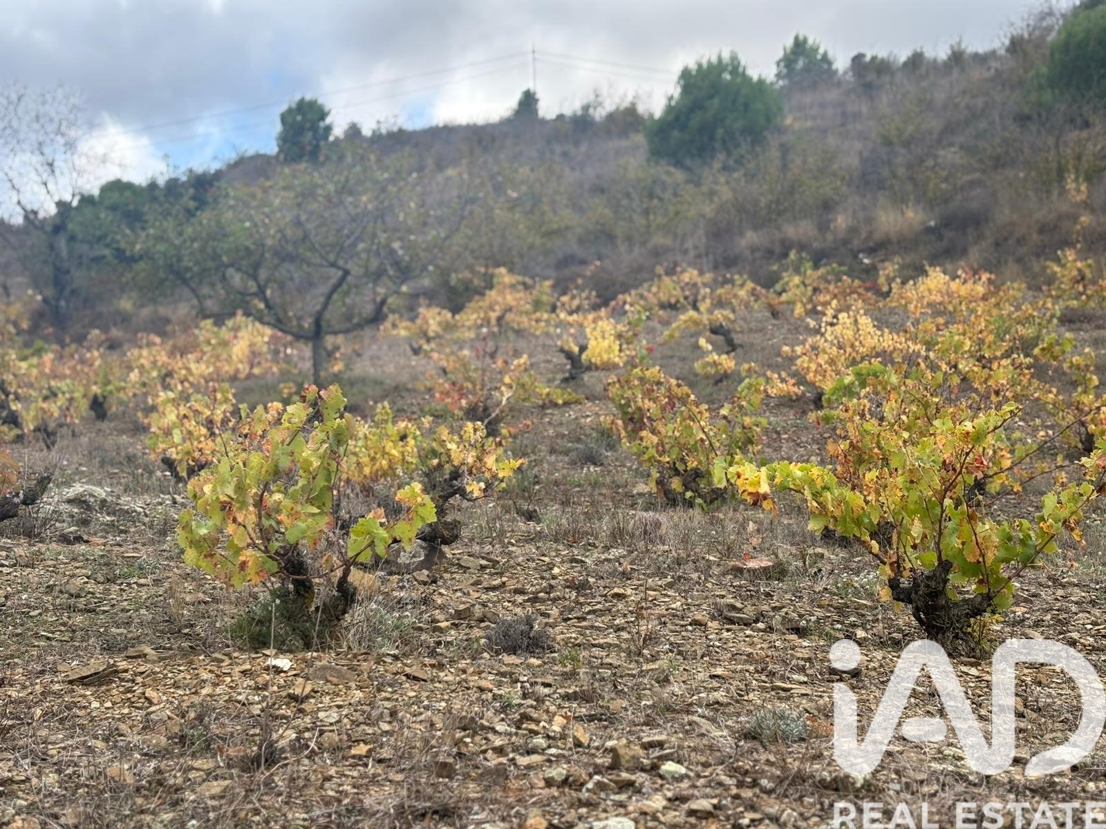 Land plot in Tarragona, Spain 16506 sq.m. No. 185532