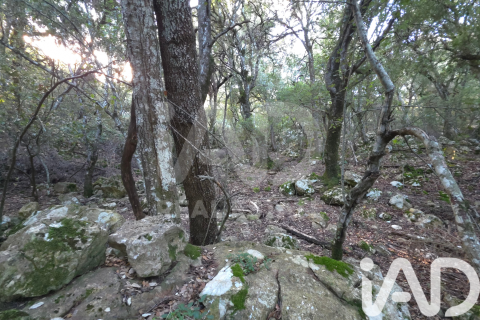 Działka w Escorca, Mallorca, Hiszpania 1716 mkw. nr 185534 – zdjęcie 5