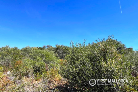 Land plot for sale in Cala D'or, Mallorca, Spain 1005 sq.m. No. 168145 - photo 3