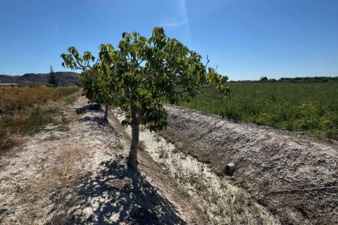 Finca pārdošanā Cox, Alicante, Spānijā 2 istabas, 100 m2 Nr. 189740 - attēls 9