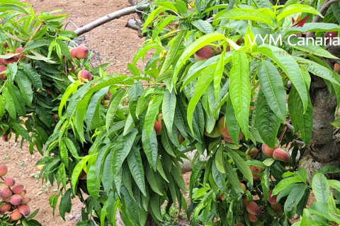 Finca for sale in La Tierra Del Trigo, Tenerife, Spain 7 bedrooms, 415 sq.m. No. 164386 - photo 16