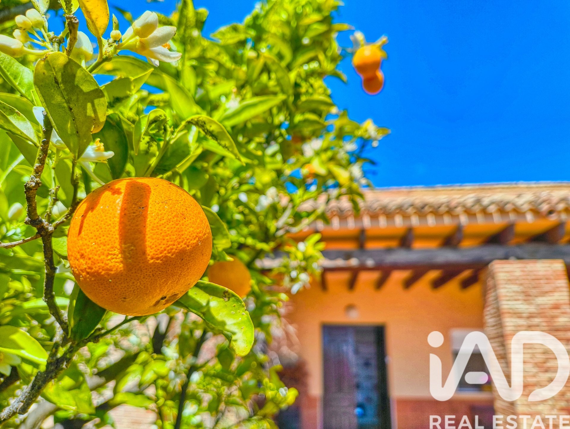 Casa a Elche, Alicante, Spagna 5 camere da letto, 386 mq. N° 173091