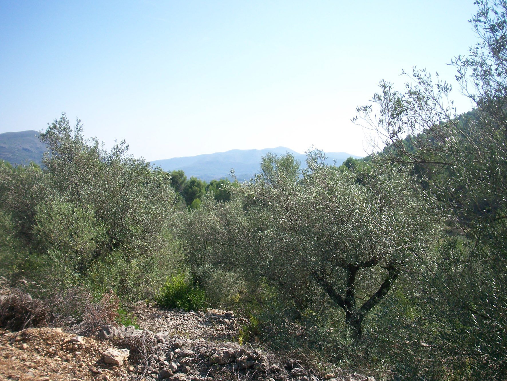Zemes gabals Murla, Alicante, Spānijā Nr. 183972