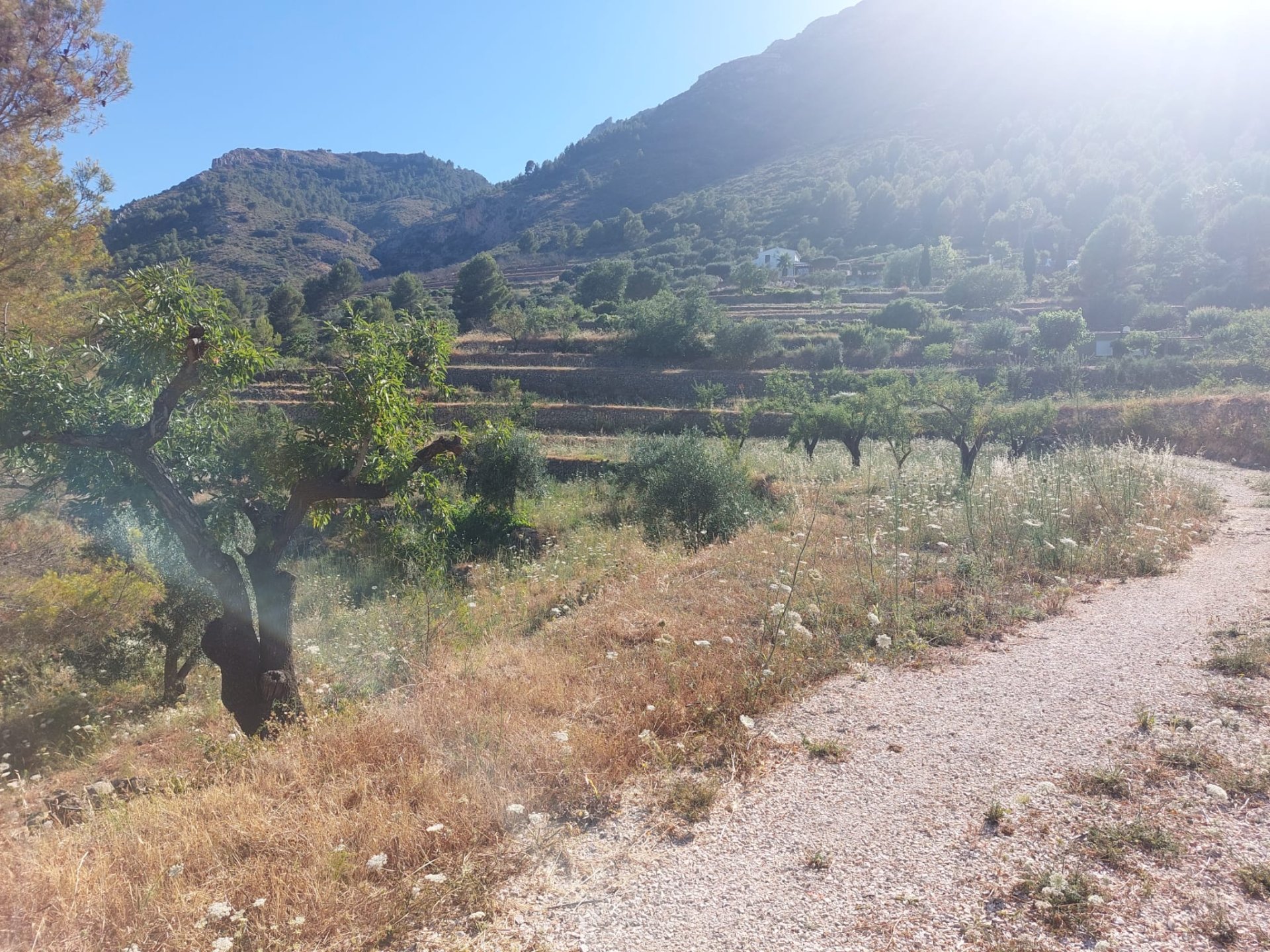Land plot in Jalon, Alicante, Spain No. 183975