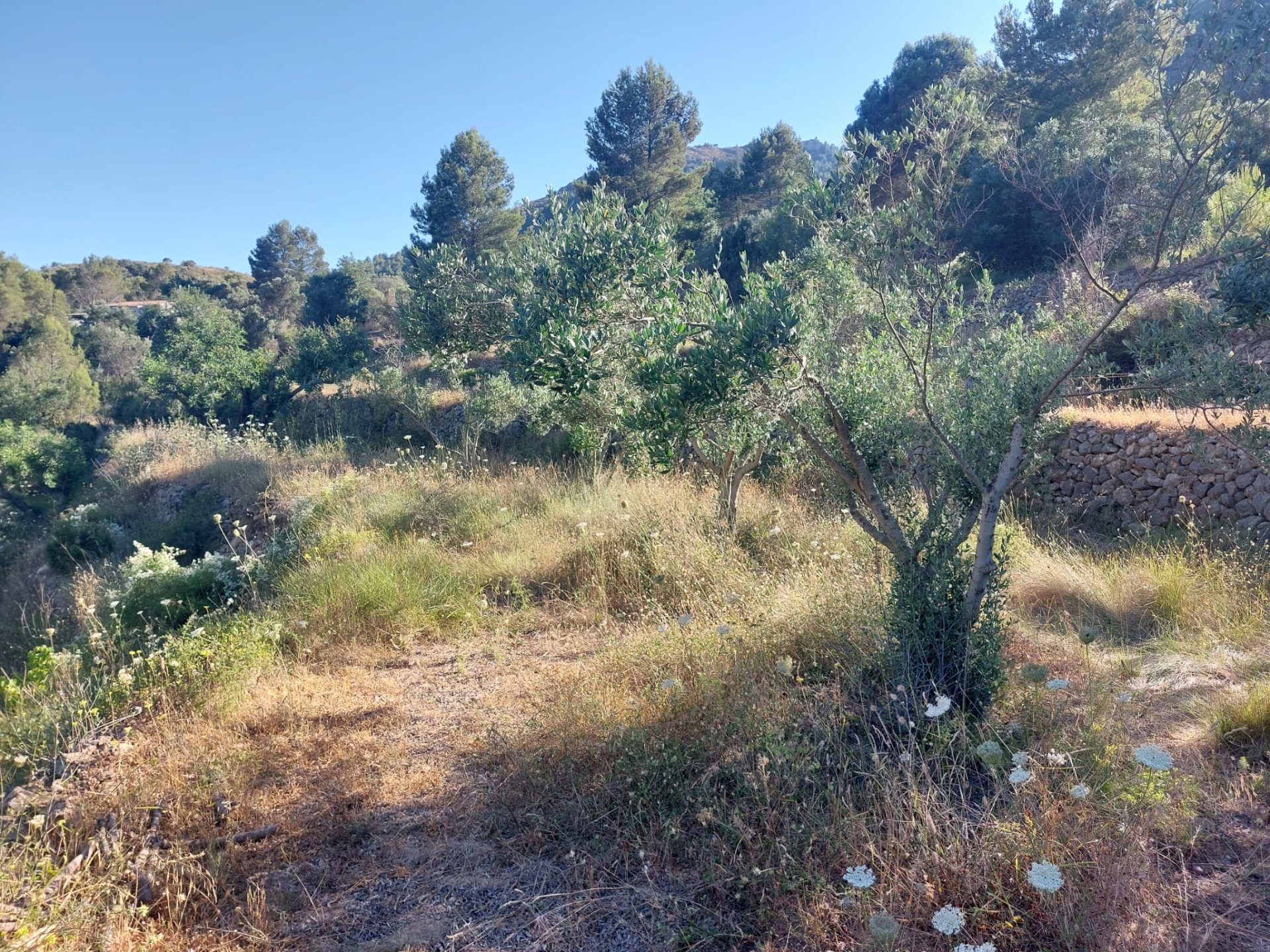 Land plot in Jalon, Alicante, Spain No. 183975
