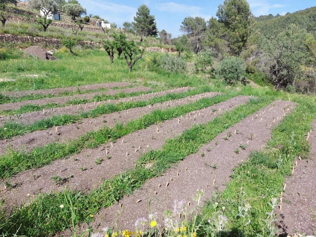 Land plot in Jalon, Alicante, Spain No. 183975