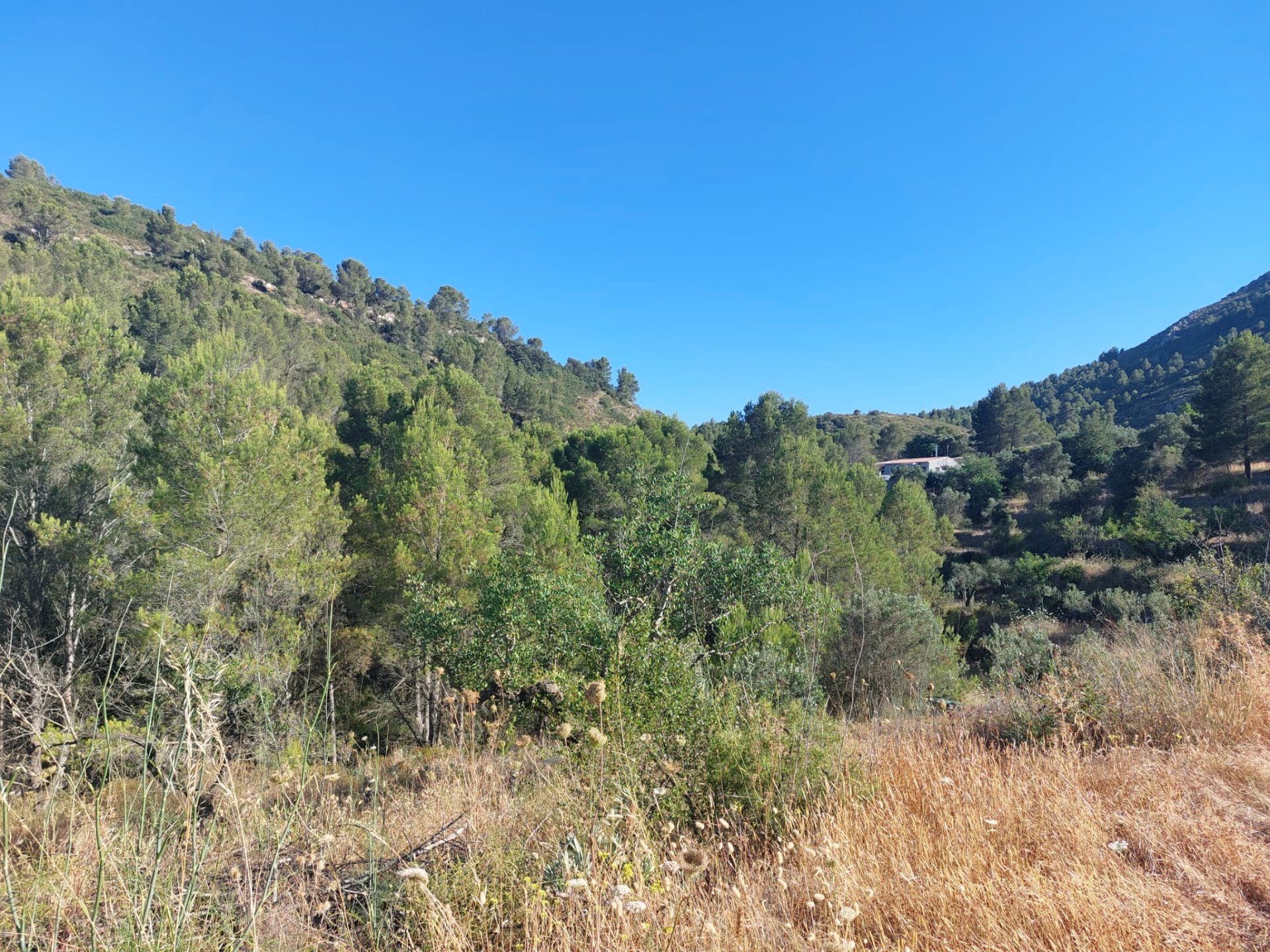 Land plot in Jalon, Alicante, Spain No. 183975