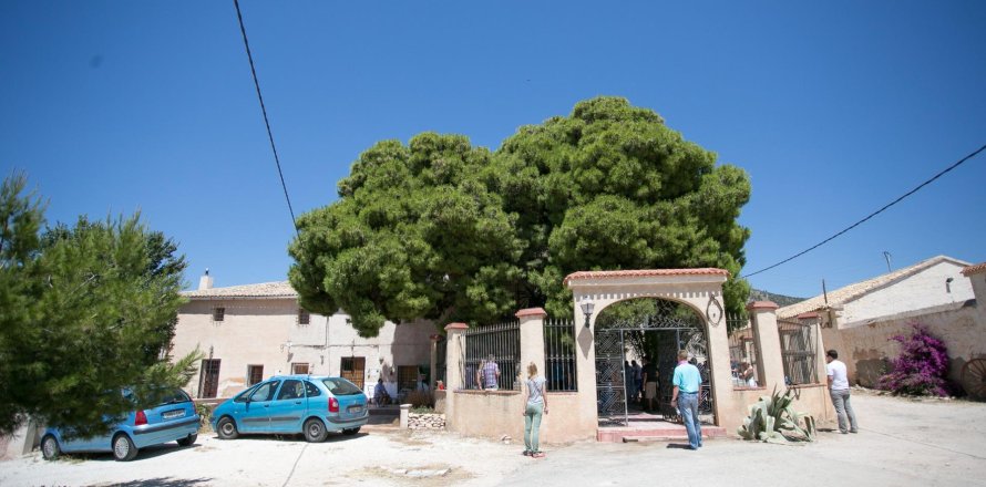 Retail store in Pinoso, Alicante, Spain No. 168717