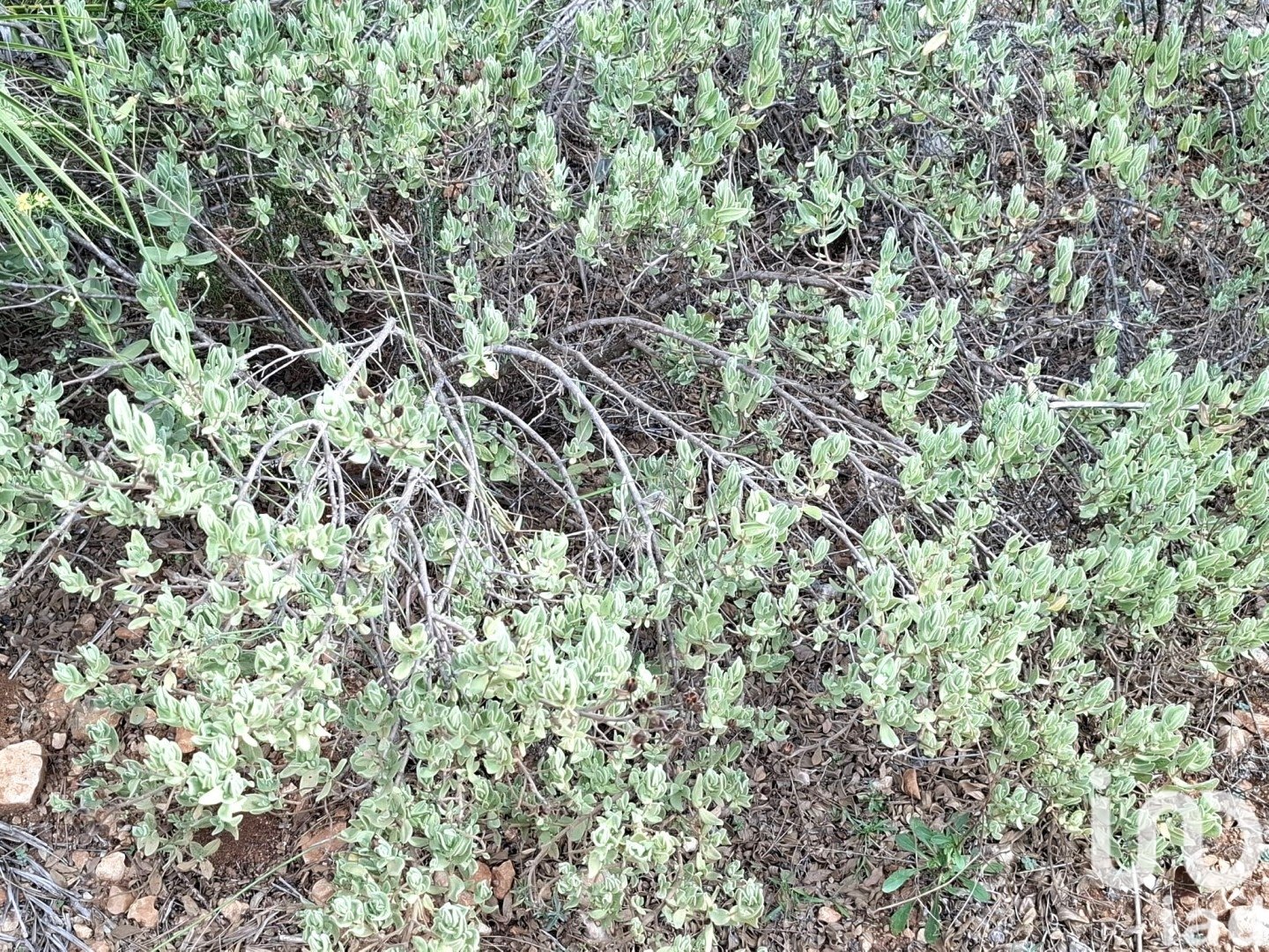 Parcela en Benidoleig, Alicante, España 10350 m2 No. 185647