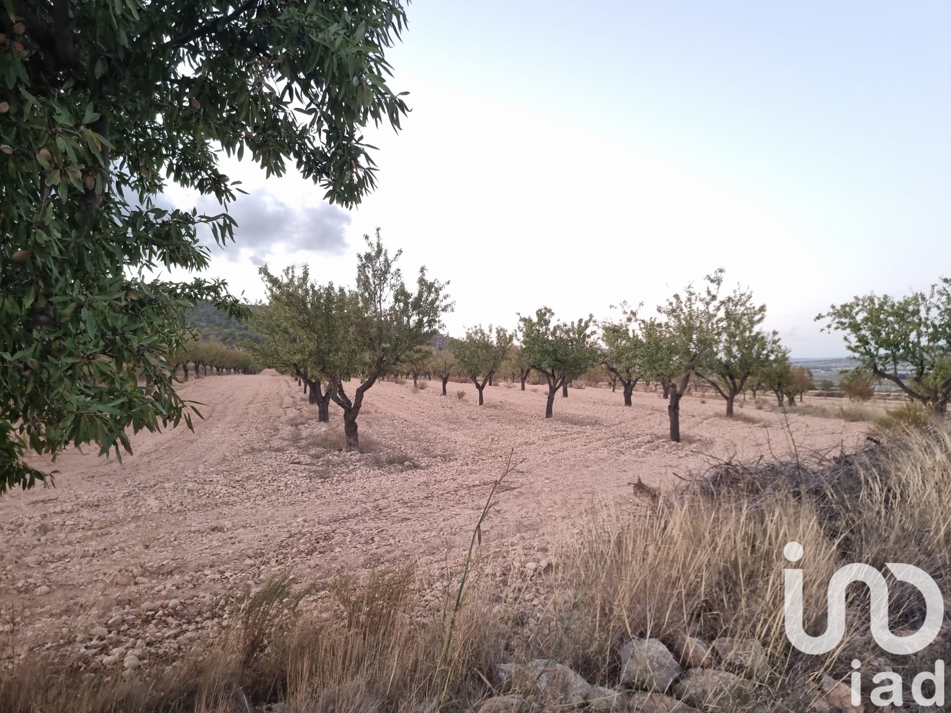Land plot in Salinas, Alicante, Spain 21460 sq.m. No. 185646